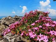 07 Saponaria ocymoides - Saponaria di roccia